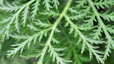 Photo of SWEET WORMWOOD PLANT: EFFECTIVE FOR TREATING MALARIA AND BOOSTING APPETITE.