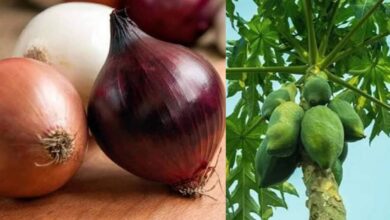 Photo of BENEFIT OF TAKING PAWPAW LEAVE AND ONIONS