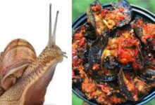 Photo of HEALTH BENEFITS OF SNAIL FOOD IN THE BODY