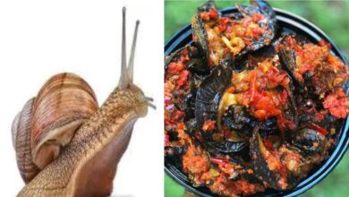 Photo of HEALTH BENEFITS OF SNAIL FOOD IN THE BODY