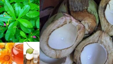 Photo of NATURAL REMEDY FOR INTERNAL HEAT AND HOTNESS OF LOWER ABDOMEN