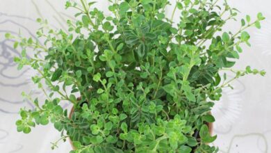 Photo of OREGANO HERBS FOR TREATMENT OF ASTHMA, DIABITIES, DEPERESSION AND MENSTURAL CRAMPS