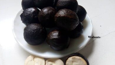 Photo of AFRICAN WALNUT AS ANTIDOTE FOR POISONS, SCORPION STINGS