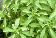 Photo of BENEFITS OF STEVIA HERB SWEATNER PLANT