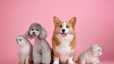Photo of Useful Diet Tips That Will Help Your Pets Maintain Good Health