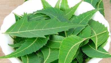 Photo of The health benefits of Neem