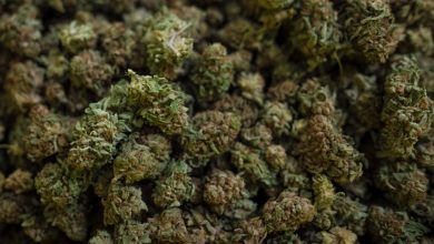 Photo of Get Your Weed Online from the Leading Dispensary in Canada!